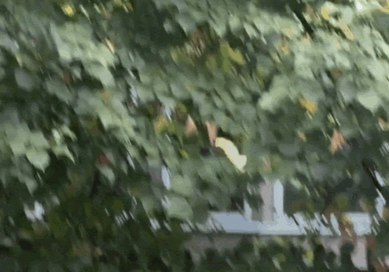 Falling Fall