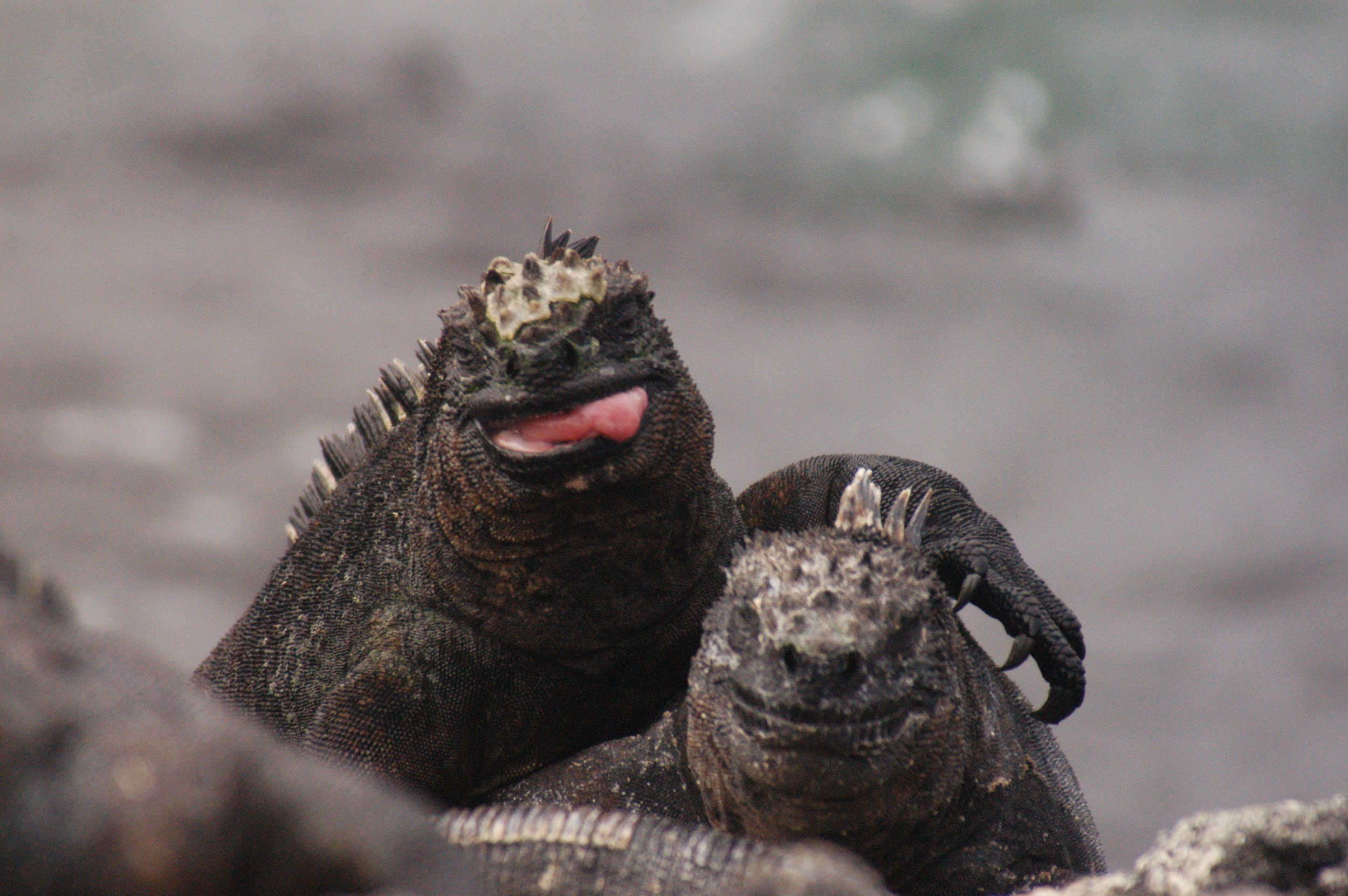 Galapagos image 2