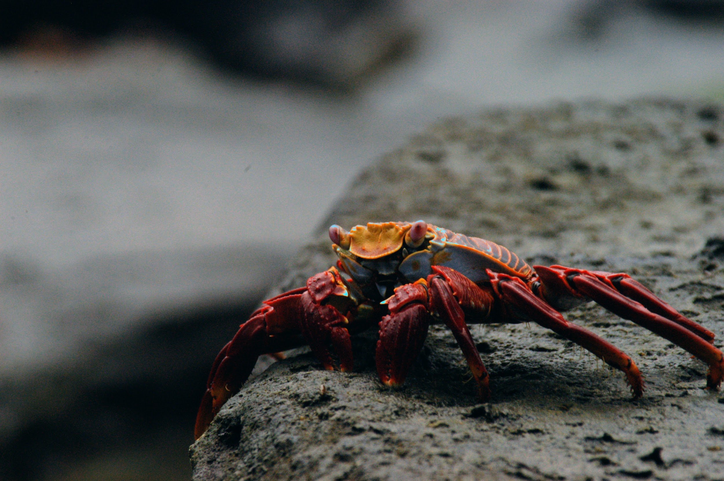 Galapagos image 1