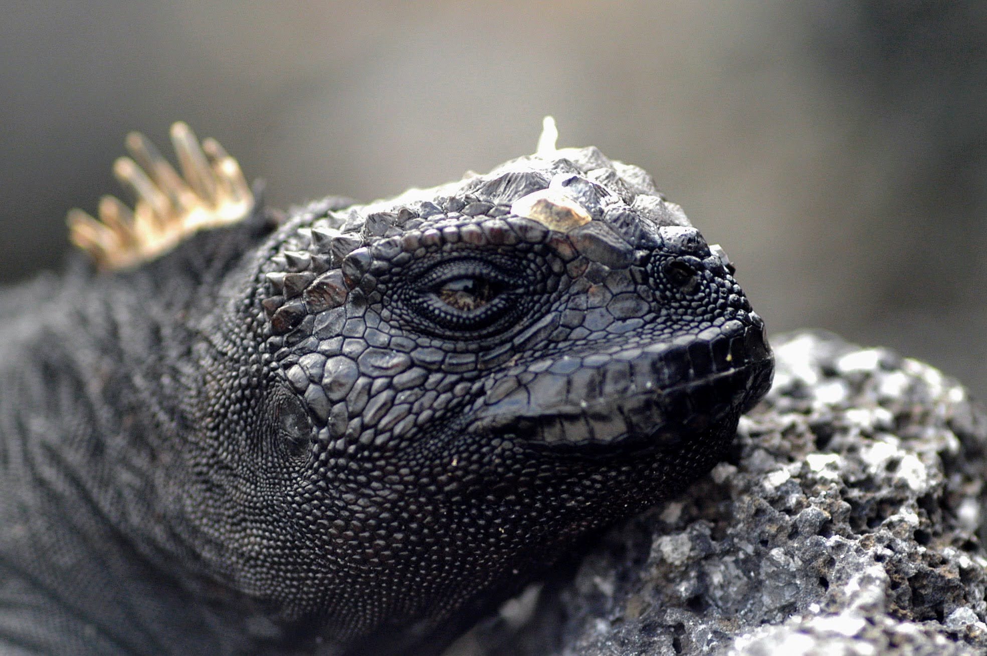 Galapagos
