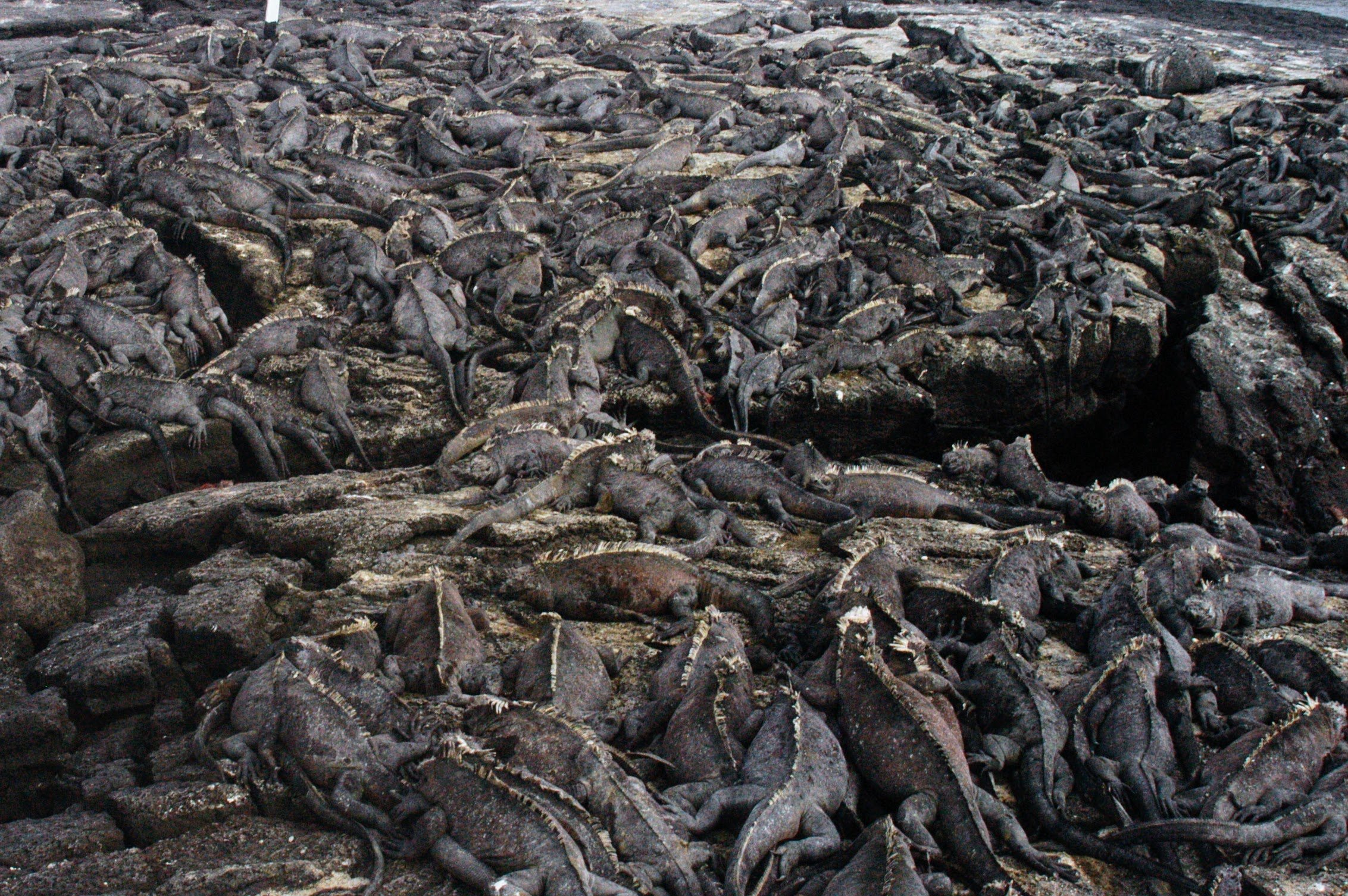 Galapagos image 2