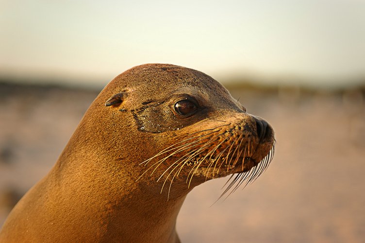 Galapagos image 1