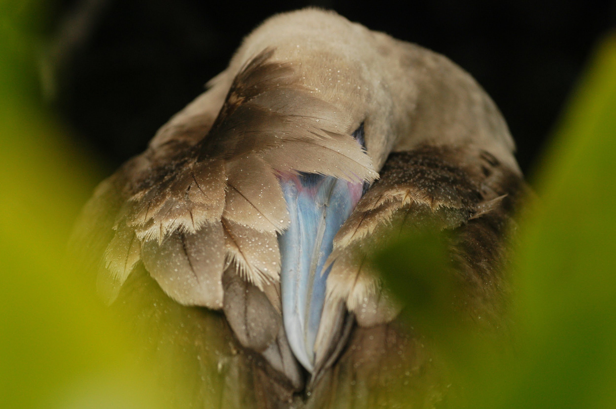 Galapagos