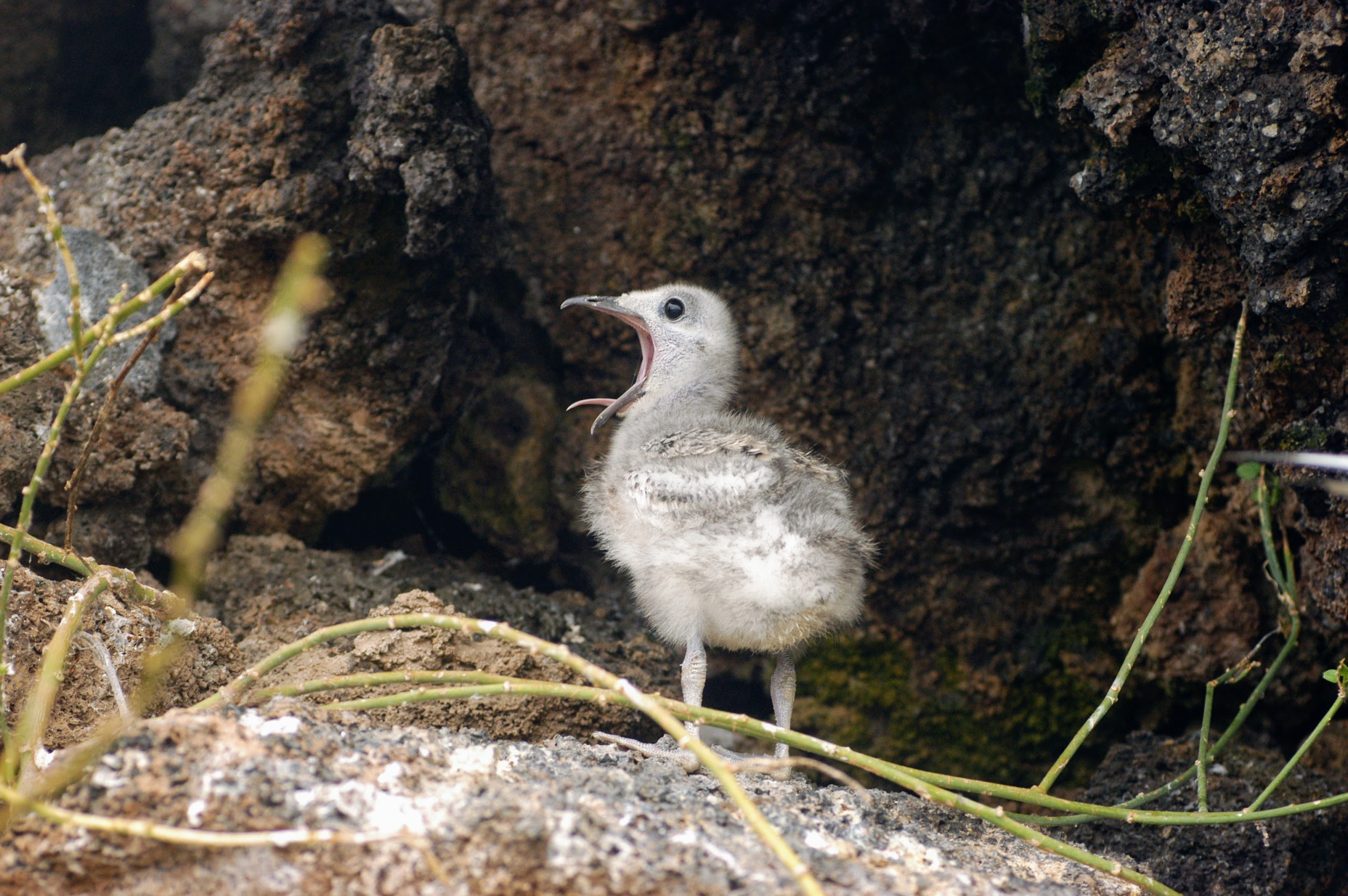 Galapagos image 1