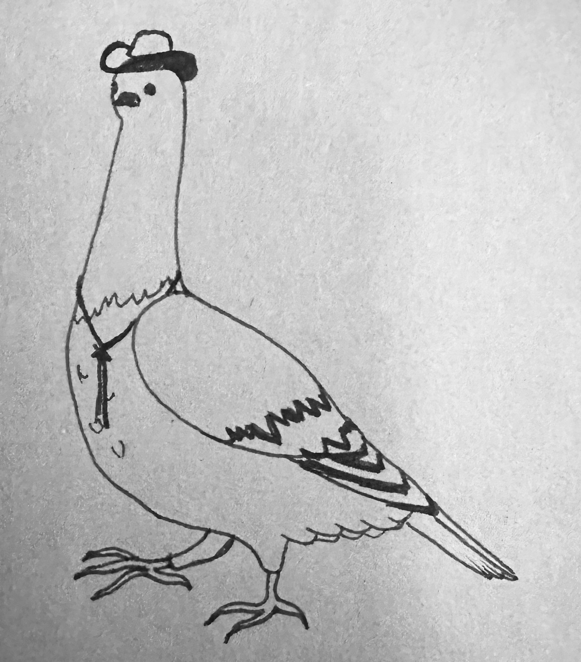 PigeonBelt